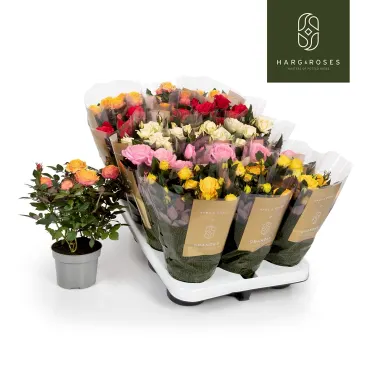 rosier mix