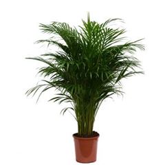 areca p24