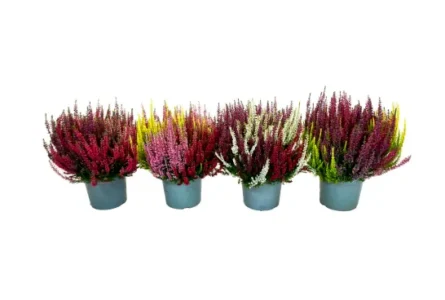 calluna p17