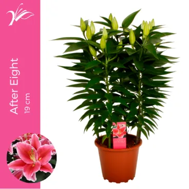 lilium