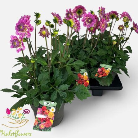 dahlia bicolore