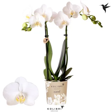 phal midi blanc