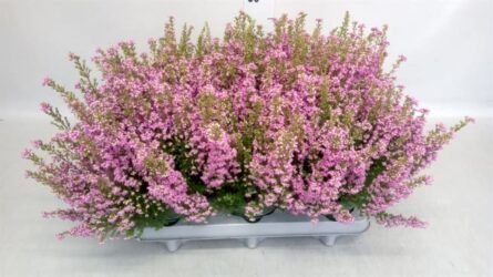 erica graclis p12