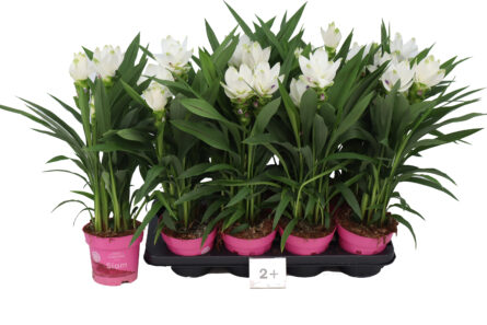 curcuma blanc