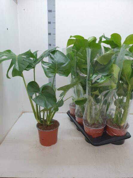 monstera promo