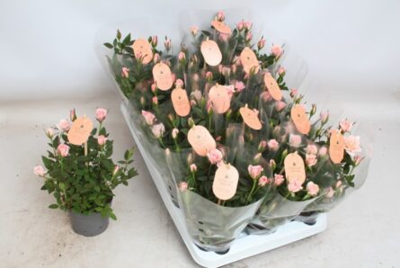 rosier parfumé