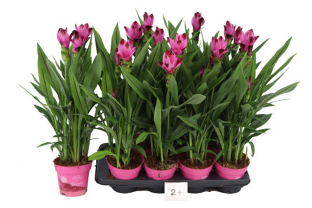 curcuma rose