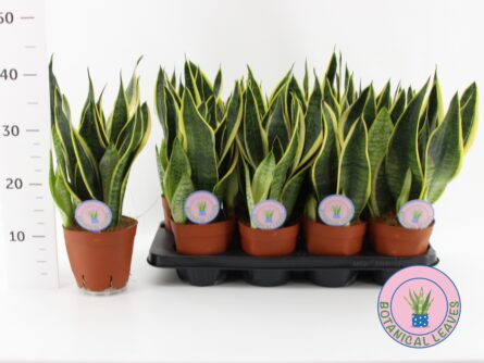 sanseveria p14